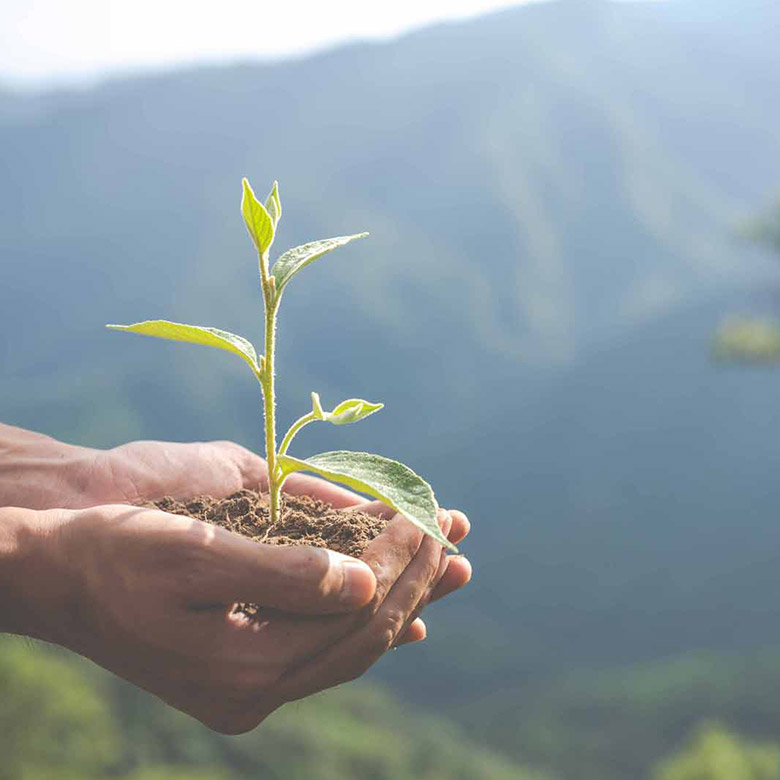 homme tenant une plante